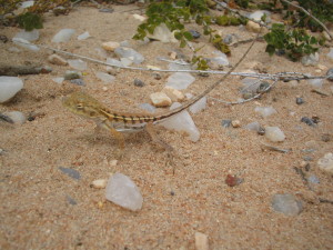 Gecko at Kalbarri